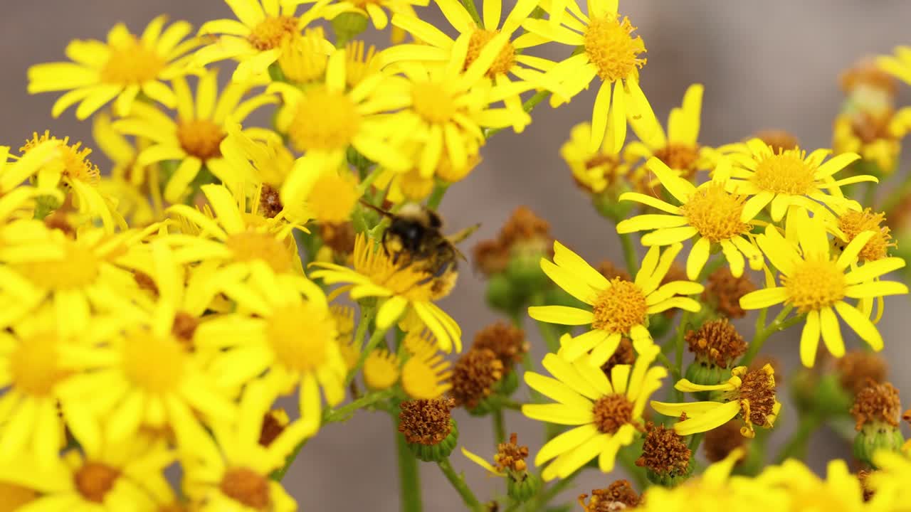 Abelha coletando néctar de flores amarelas