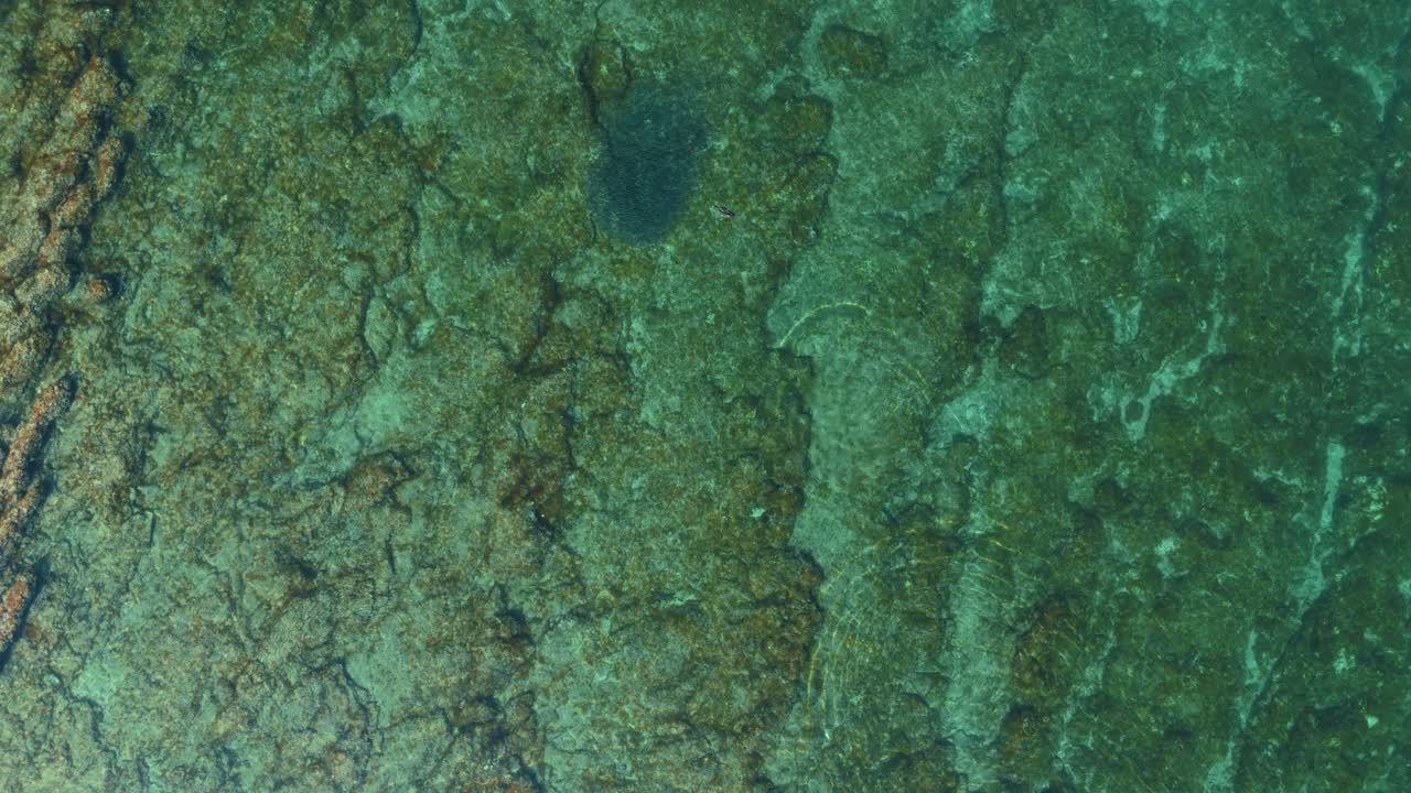 Cormorant sea bird hunts fish school in shallow clear Adriatic water close to Pula, Croatia. Aerial