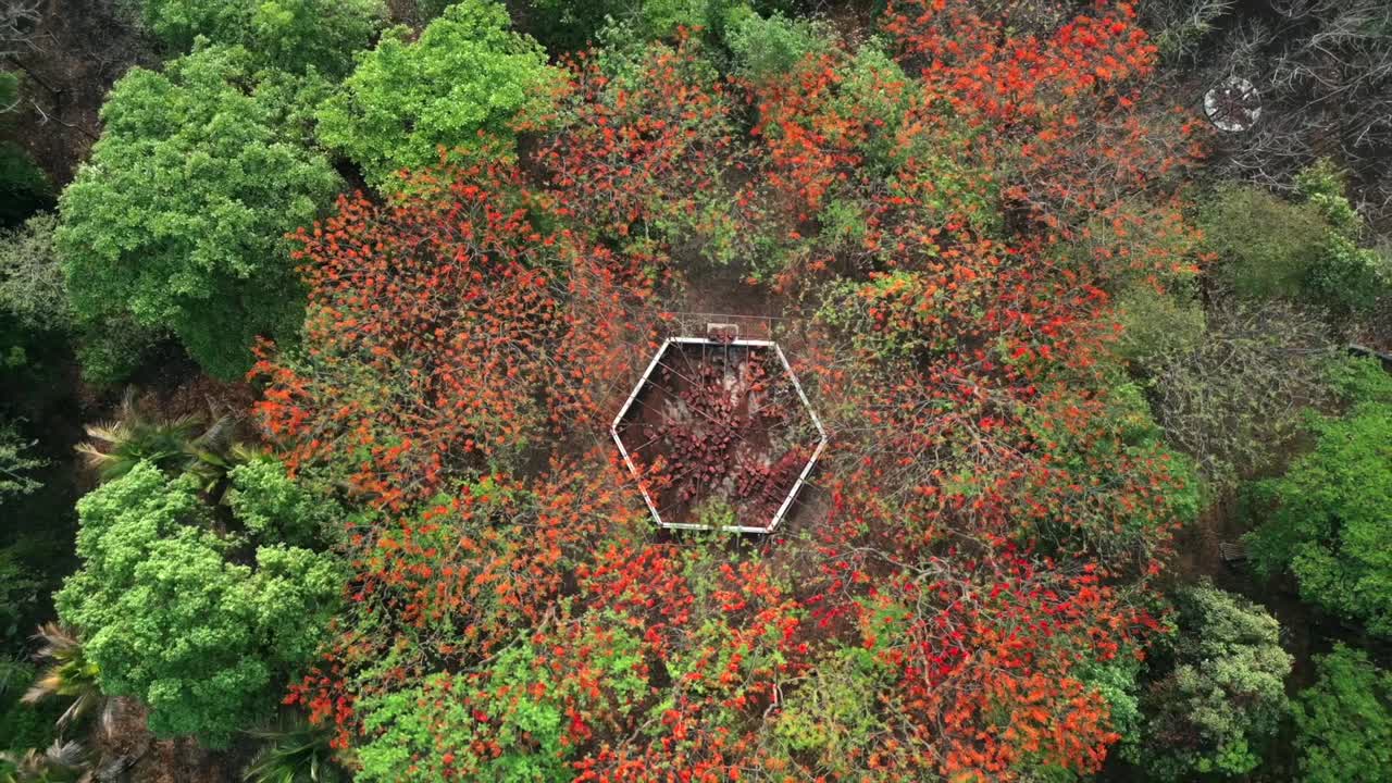 메이플 나무 들 의 넓은 면 에서 근접적 인 모습