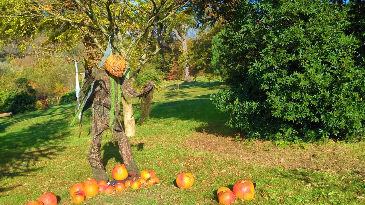 Calabaza de Halloween Jack O'Lantern y espantapájaros a la luz del día en el bosque
