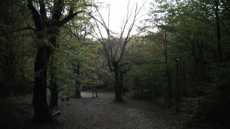 A-clearing-in-the-autumn-forest-after-sunset