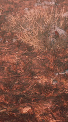 close-up shot of dry grass and rocks in a desert landscape