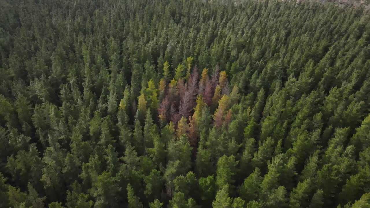 Vue aérienne par drone d'une grande forêt de pins avec des arbres de différentes couleurs
