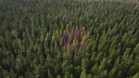 avión no tripulado sobre un gran bosque de pinos con árboles de diferentes colores