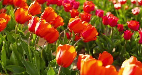 tulipanes en agruiculture campo holanda 34