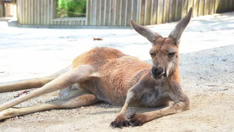 close up shot of a male red kangaroo, osphranter rufus lounging on the ground, chilling and relaxing under the sun in australian wildlife sanctuary