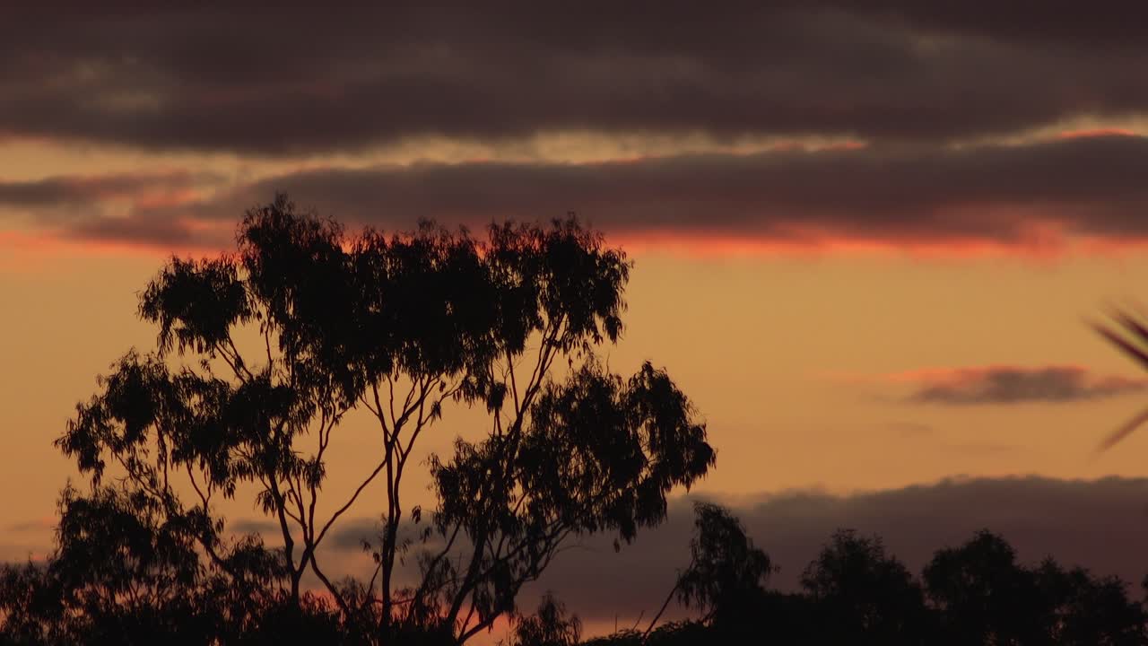 los pájaros del atardecer australiano vuelan detrás del gran árbol de goma naranja rojas nubes en el cielo crepúsculo australia maffra gippsland victoria