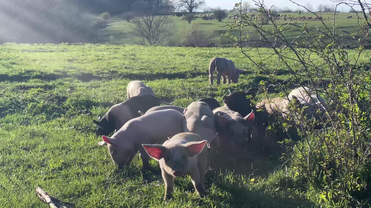 A group of baby pigs eating grass on a green field at golden hour.