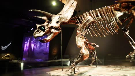 triceratops skeleton exhibit in melbourne museum