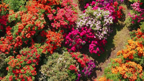 colorful rhododendrons in bloom create dreamlike floral pattern garden