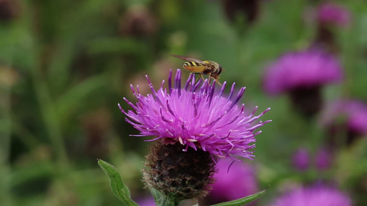 A hoverfly perches on a vibrant purple thistle flower