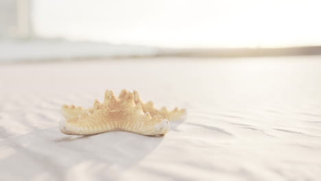 starfish on the sity beach