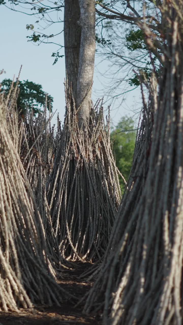 Bundles of Sticks and Tree Trunks
