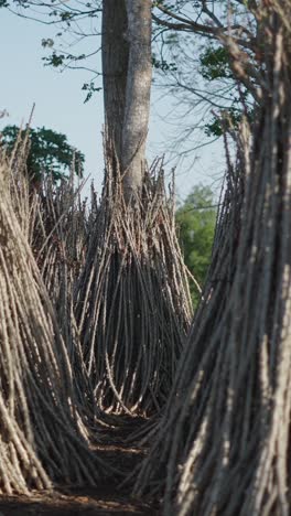 bundles of sticks and tree trunks