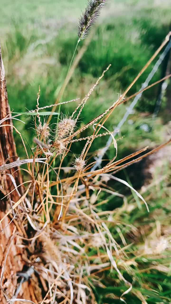 Dried Grass and Plants by Wooden Post