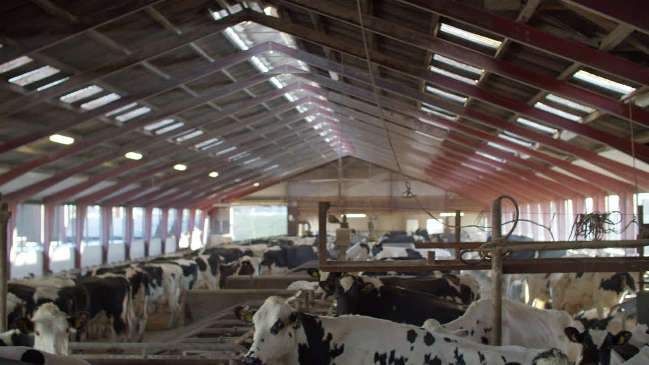 agriculture industry, farming and animal Black and white cows