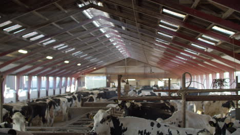 Industria-Agrícola,-Agricultura-Y-Animales-Vacas-Blancas-Y-Negras