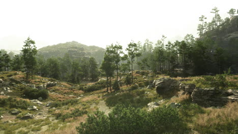 a peaceful forest landscape with mountains in the background