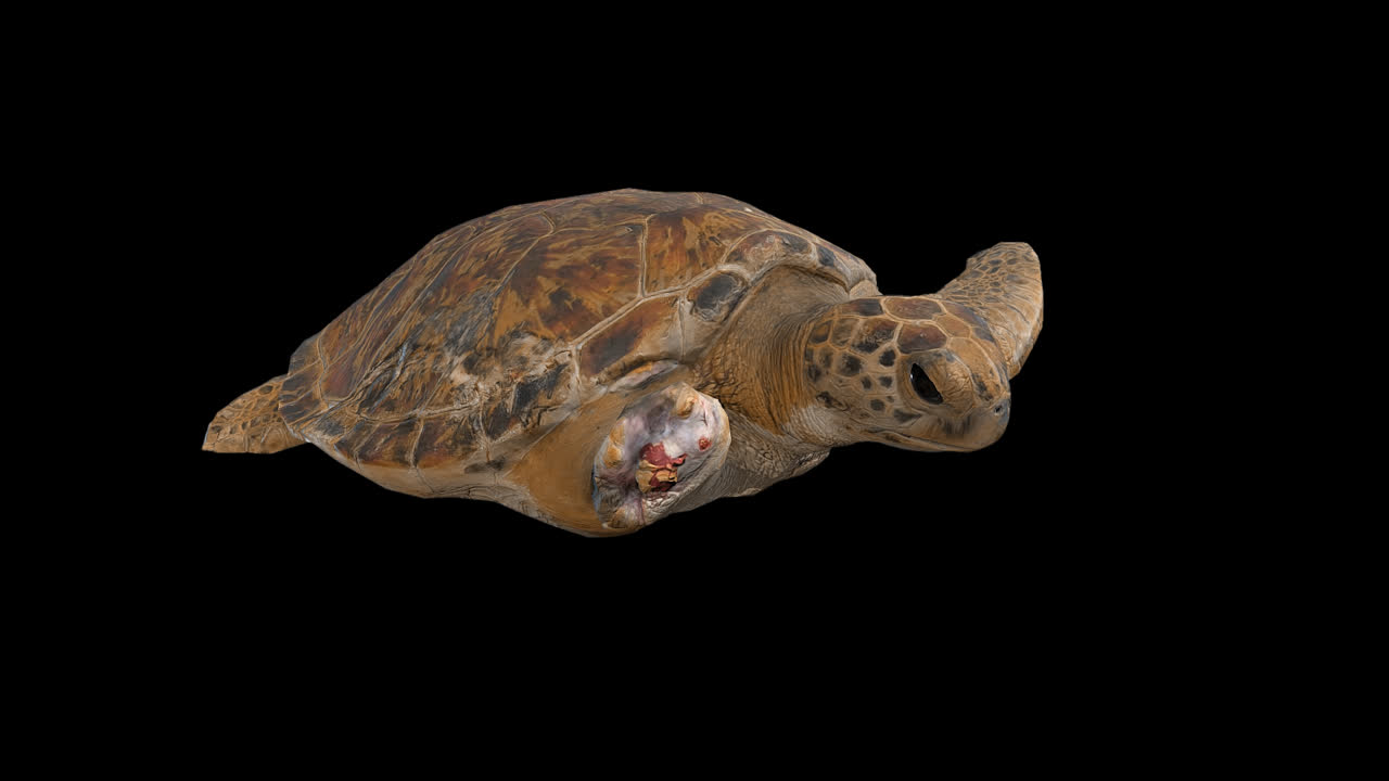 Turtle Swimming With An Amputated Front Leg