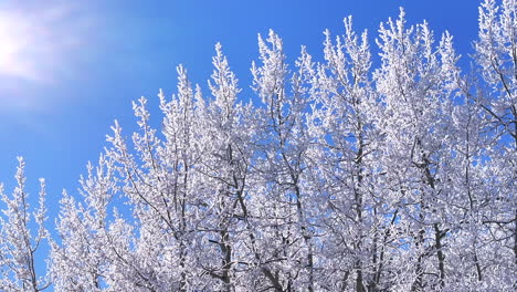 Cold-iced-white-sunny-December-winter-Christmas-Xmas-frosted-Aspen-trees-forest-first-snow-aerial-cinematic-drone-bluebird-snow-melting-Evergreen-Colorado-Rocky-Mountain-scene-slowly-right-motion