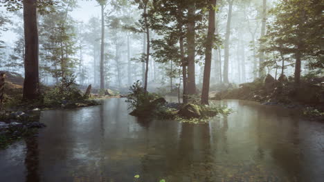 misty forest path