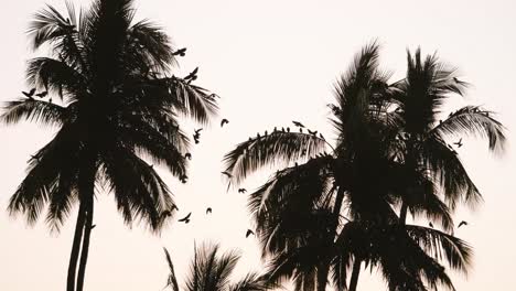 Birds-in-flight-at-sunset-in-Sayulita,-Mexico