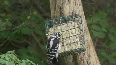 A-Hairy-Woodpecker-Feeding-And-Climbing-A-Suet-Bird-Feeder