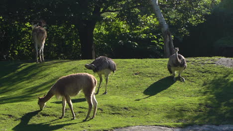 Vista-En-Cámara-Lenta-De-Emus-Y-Vikunja-En-El-Entorno-Del-Zoológico