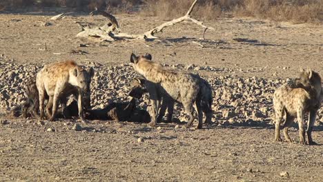 a clan of african spotted hyenas scavenge carrion in bright sunshine