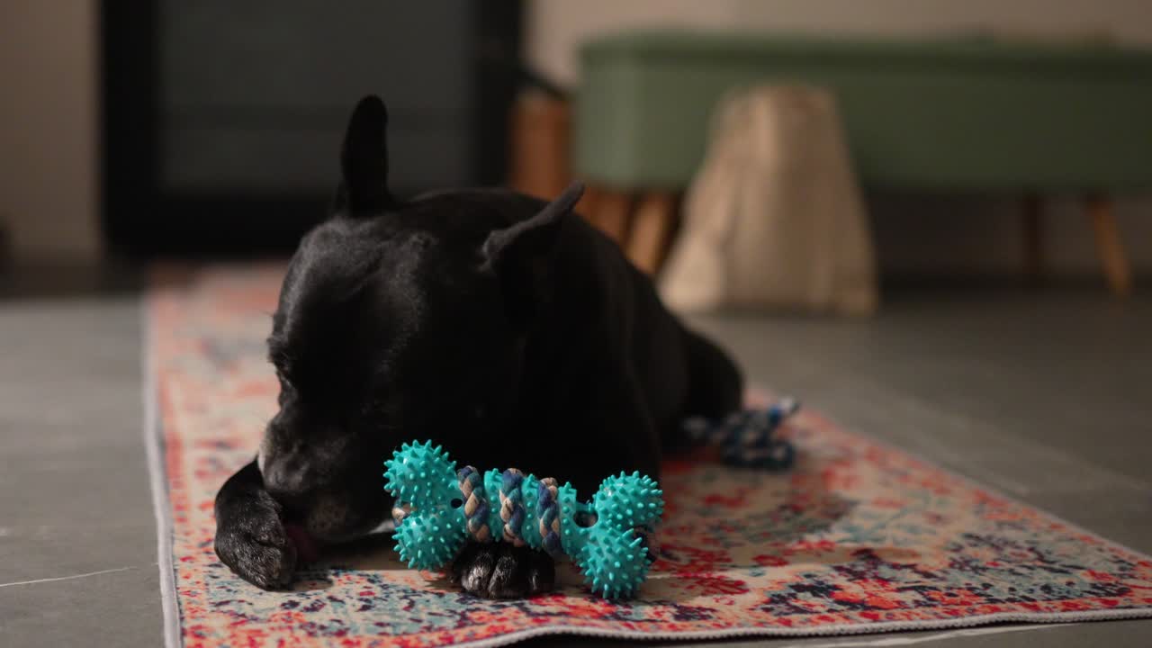 A black dog lying on a rug, playing with a spiky chew toy in Luzern, Switzerland