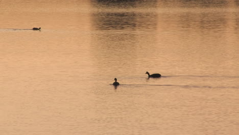 wild birds on lakedam in winelands