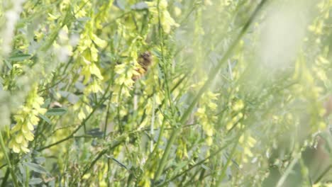 bee hangs onto sweet yellow clover flowers in windy nature meadow