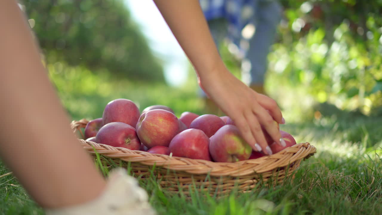 Harvesting Fresh Apples in an Orchard