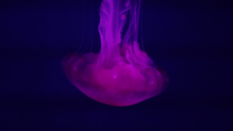 Purple Jellyfish in Aquarium
