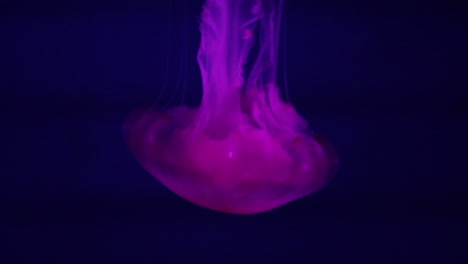 purple jellyfish in aquarium