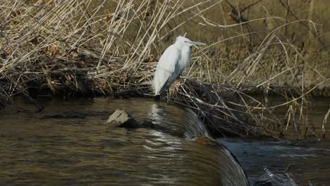 Duck-and-small-egret-on-waterfall-Yangjaecheon-stream-Seoul,-South-Korea