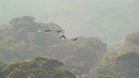 Loros-Harinosos-Del-Sur-Vuelan-Sobre-El-Exuberante-Dosel-De-La-Selva-Tropical,-Perú