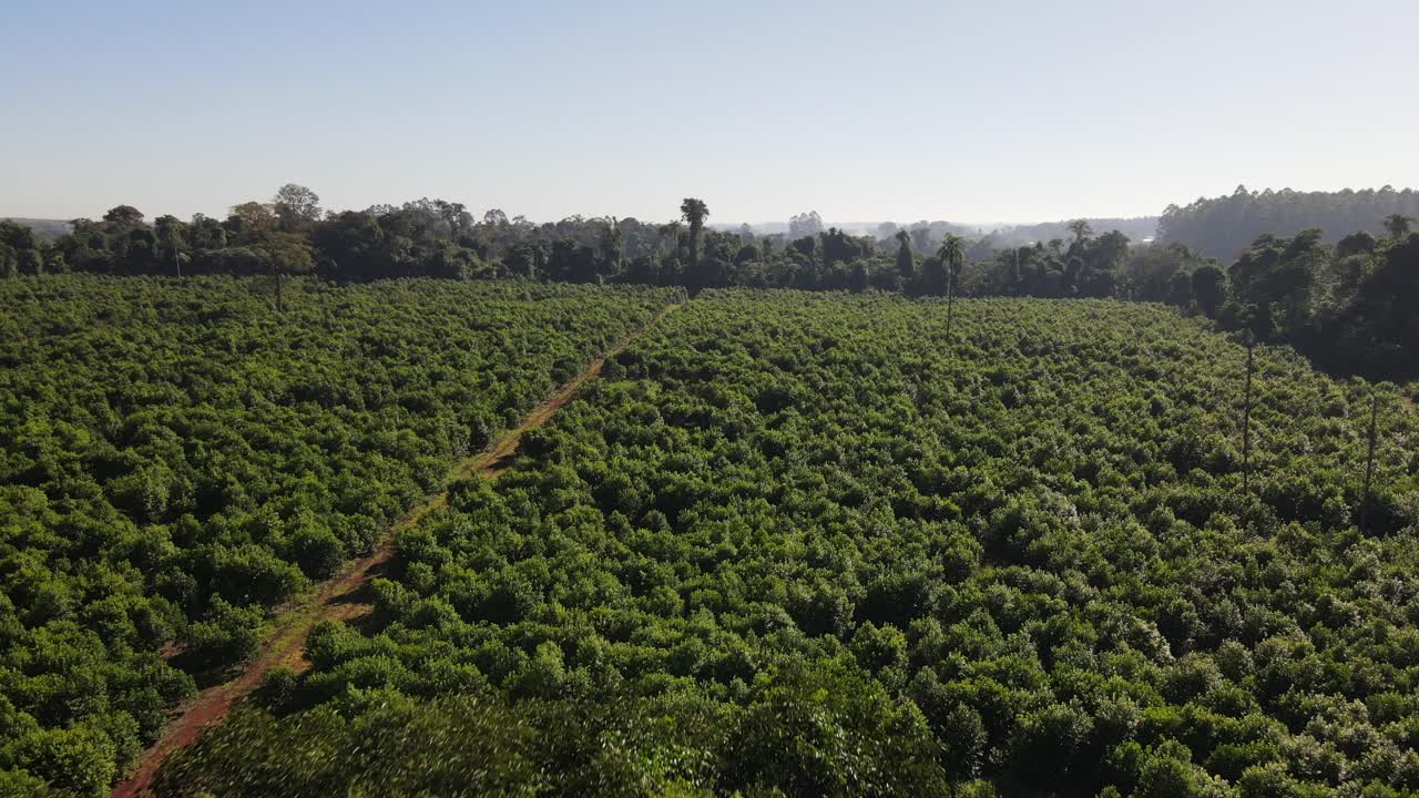 아르헨티나 의 아름다운 초록색 정글 을 탐험 하는 것