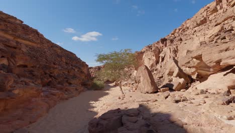 árbol-En-Medio-Del-Desierto-En-Cañón-Coloreado-En-Egipto