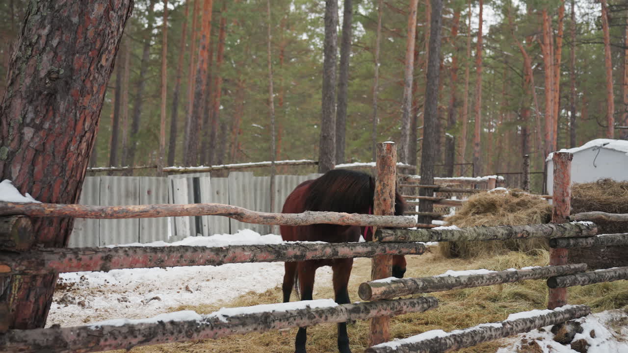 entorno tranquilo de granja con caballos pastando, escena campestre serena con campos nevados y ganado apacible, escena rural tranquila que muestra caballos pastando cerca de una granja rústica en invierno