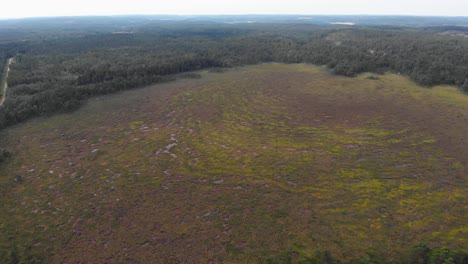 a mire or quagmire is a wetland area dominated by living peat-forming plants