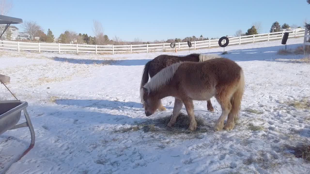caballos en miniatura en la granja comiendo heno