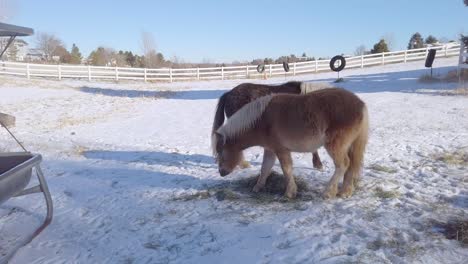 caballos en miniatura en la granja comiendo heno