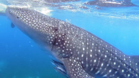 underwater shot of an impressive whale shark with pilot fishes swimming near sea surface