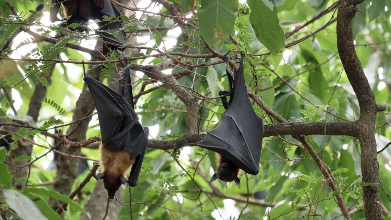 летучие мыши, висящие вверх ногами на ветви