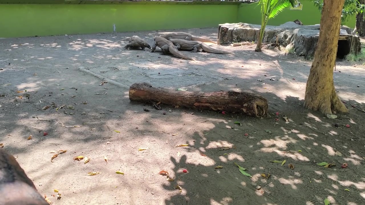 動物園の飼育場で休むコモドドラゴン