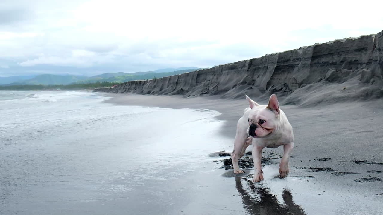 lindo bulldog francés tratando de atrapar olas que se desvanecen en la playa de arena, zambales, filipinas