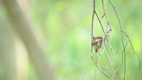 Indischer-Paradiesfliegenfänger,-Der-Nach-Dem-Füttern-Aus-Dem-Nest-Fliegt