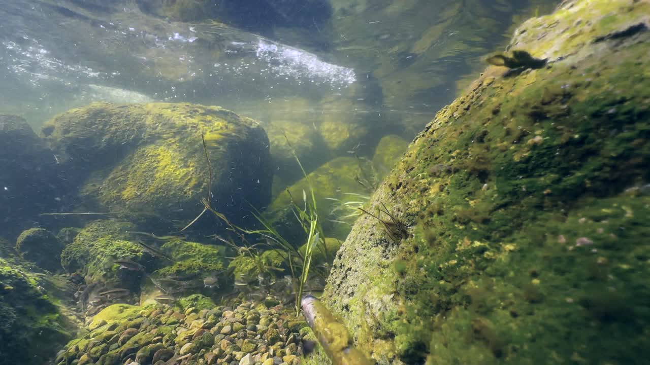 Eurasian minnows (Phoxinus phoxinus) during spawning season in a shallow river. Estonia.