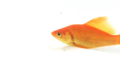 gold fish 8